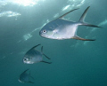   Trio Palometas clear water Tobago Cays  